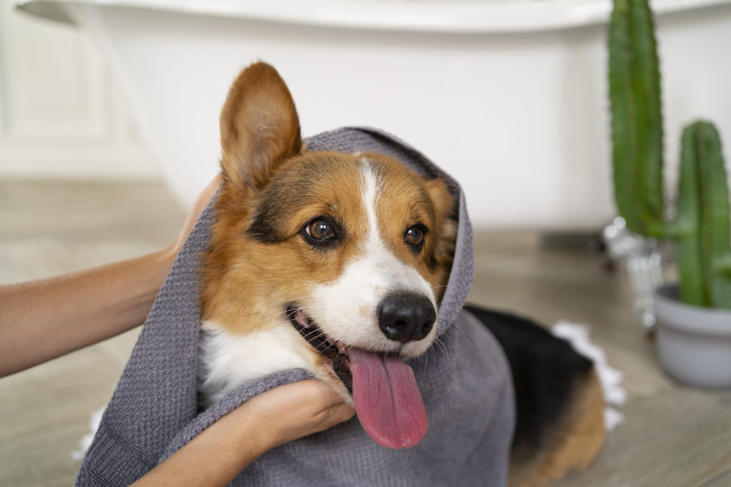 washing-pet-dog-home